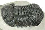 Detailed Morocops Trilobite - Ofaten, Morocco #323725-2
